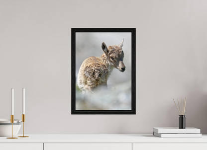 Bouquetin / Ibex