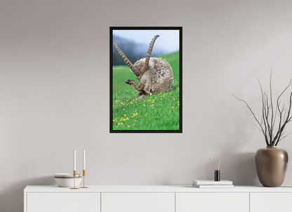 Bouquetin / Ibex