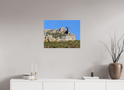 Bouquetin / Ibex