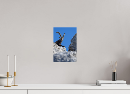 Bouquetin / Ibex