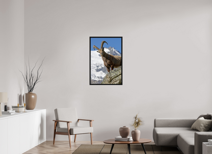 Bouquetin / Ibex