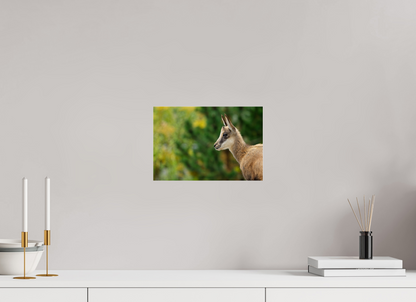 Chamois