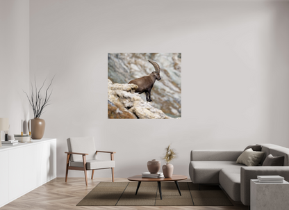 Bouquetin / Ibex