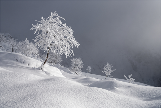 Hiver / Winter