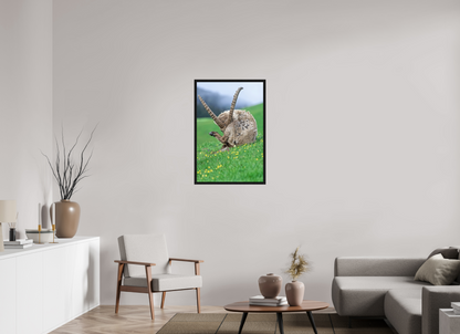 Bouquetin / Ibex