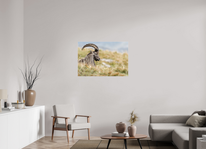 Bouquetin / Ibex