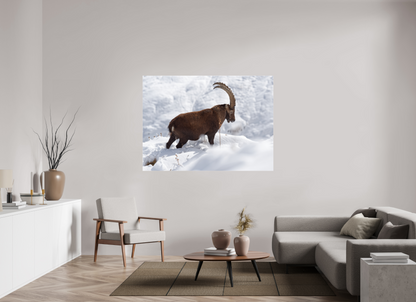 Bouquetin / Ibex