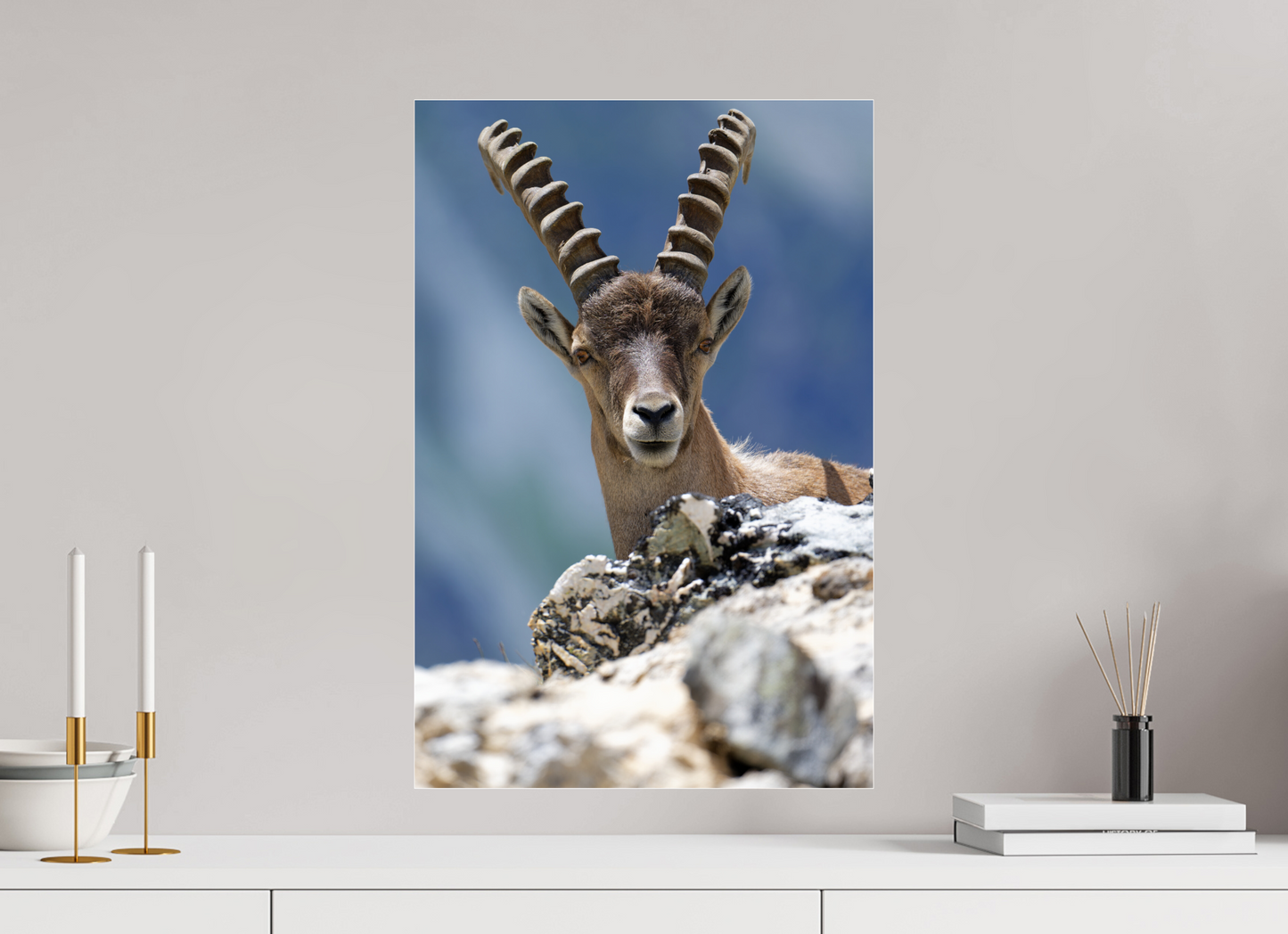 Bouquetin / Ibex