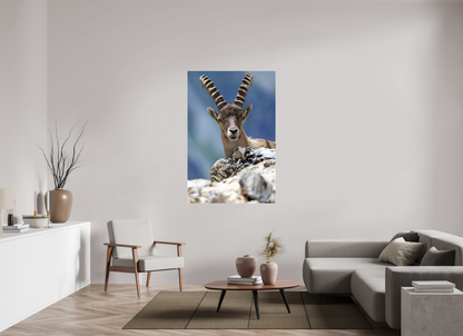 Bouquetin / Ibex