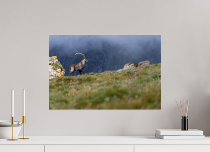 Bouquetin / Ibex