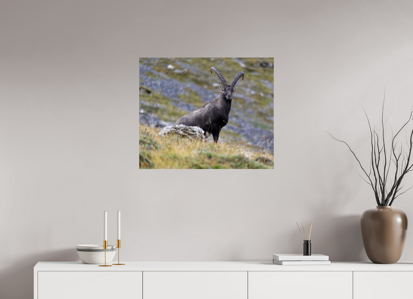 Bouquetin / Ibex