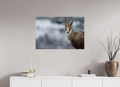 Chamois