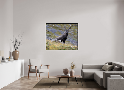 Bouquetin / Ibex