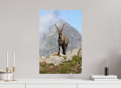 Bouquetin / Ibex