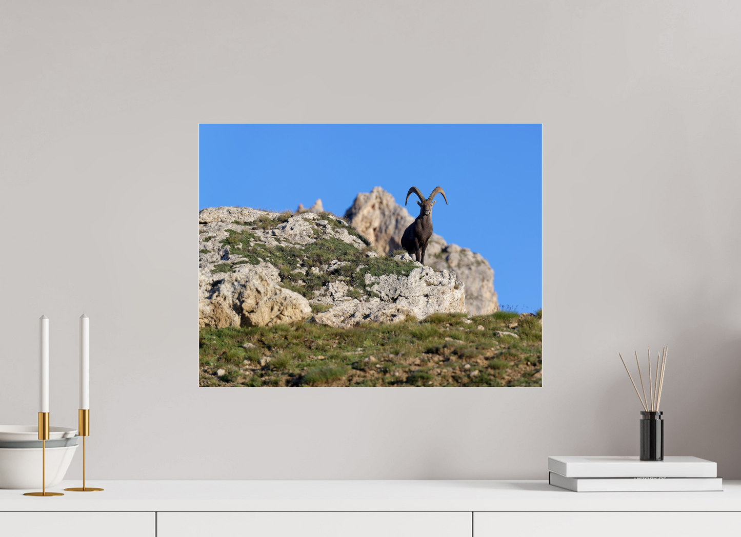 Bouquetin / Ibex