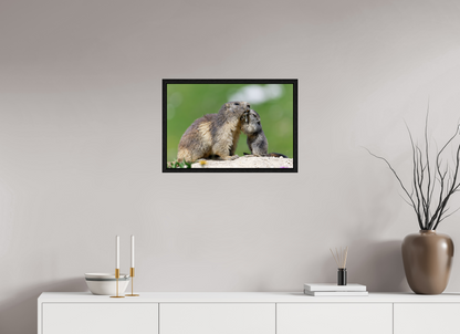 Marmotte / Groundhog