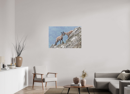 Bouquetin / Ibex