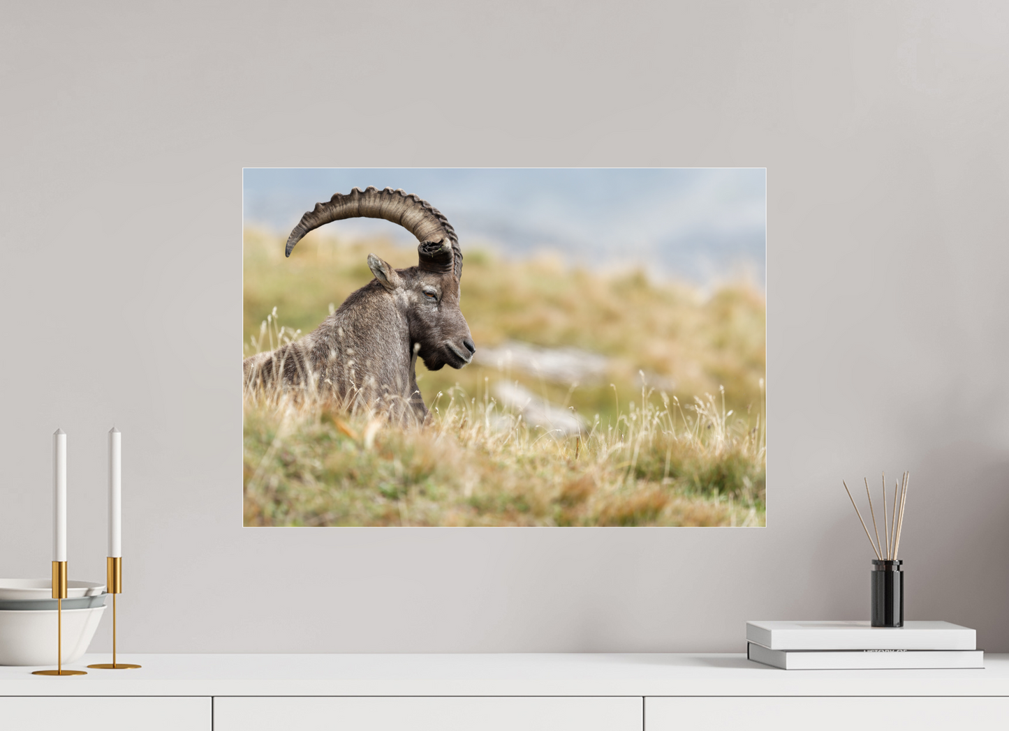 Bouquetin / Ibex