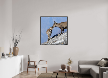 Bouquetin / Ibex