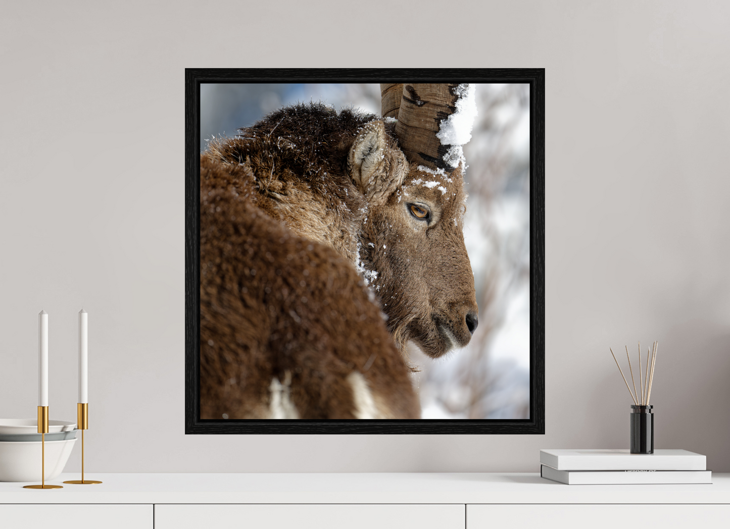 Bouquetin / Ibex
