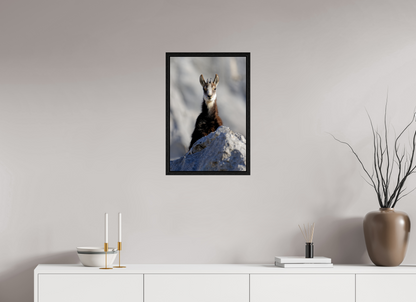 Chamois