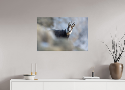 Chamois