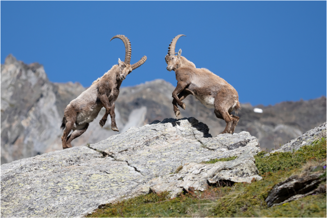 Main image Bouquetin / Ibex