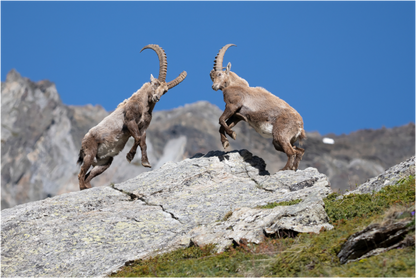 Main image Bouquetin / Ibex