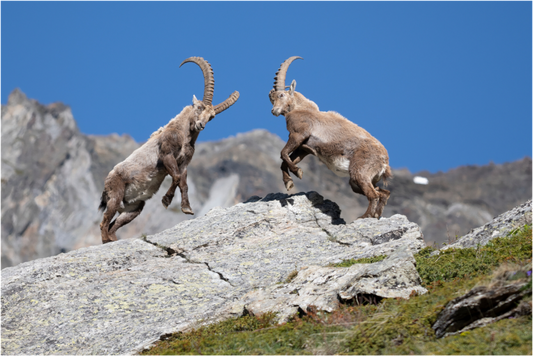 Main image Bouquetin / Ibex