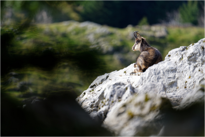 Chamois