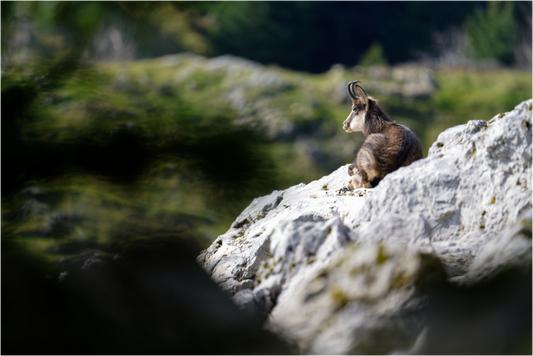 Chamois