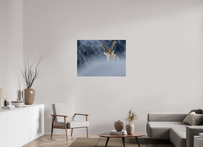 Bouquetin / Ibex