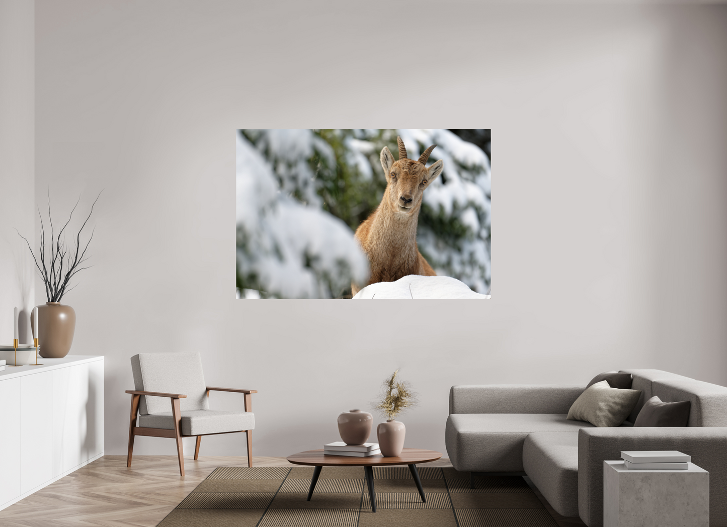 Bouquetin / Ibex