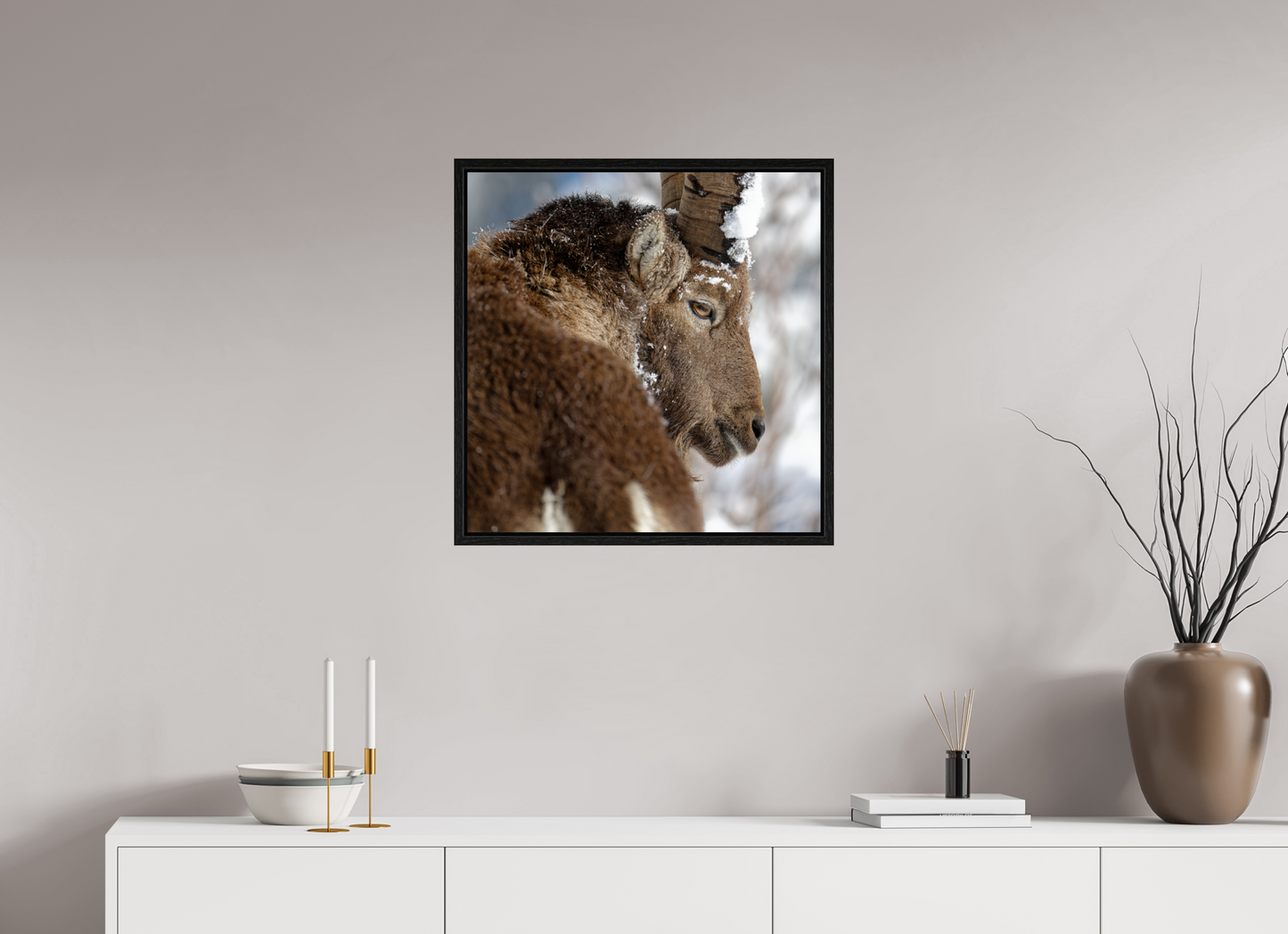 Bouquetin / Ibex