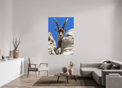 Bouquetin / Ibex