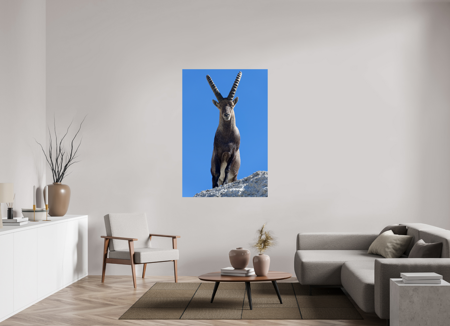 Bouquetin / Ibex