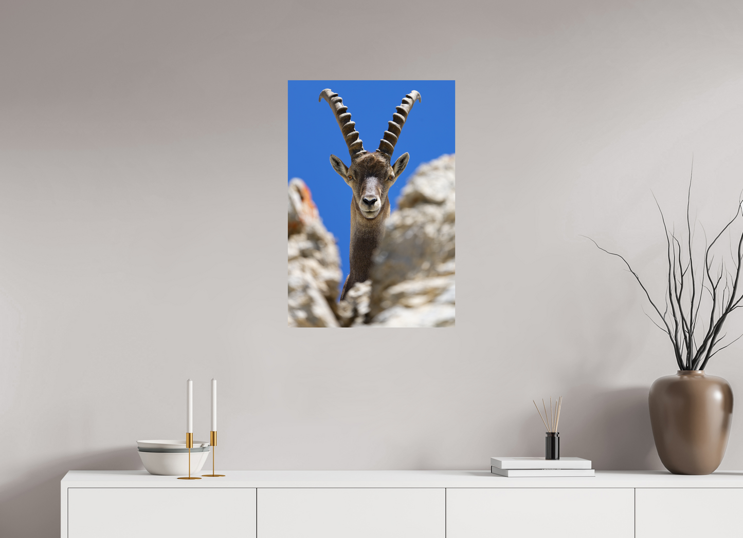 Bouquetin / Ibex