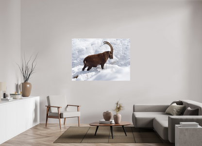Bouquetin / Ibex