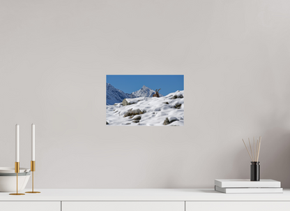 Bouquetin / Ibex