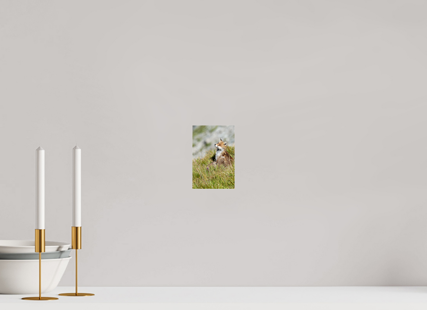 Autres animaux / Other animals