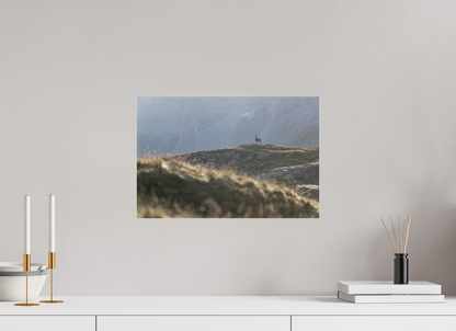 Bouquetin / Ibex