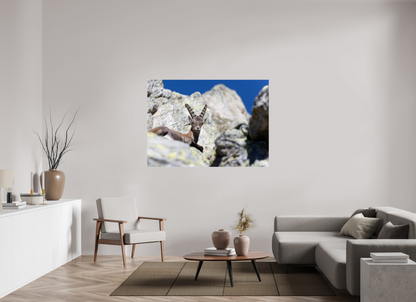 Bouquetin / Ibex