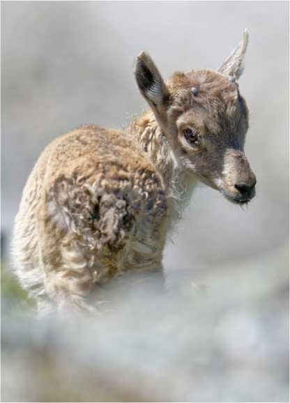 Bouquetin / Ibex
