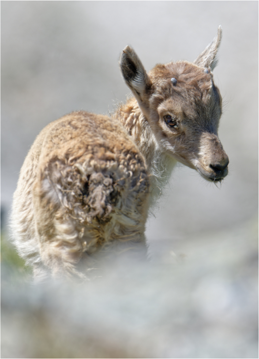 Bouquetin / Ibex