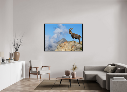 Bouquetin / Ibex