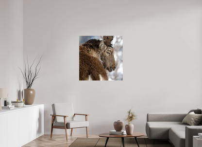 Bouquetin / Ibex