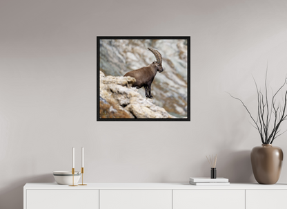 Bouquetin / Ibex