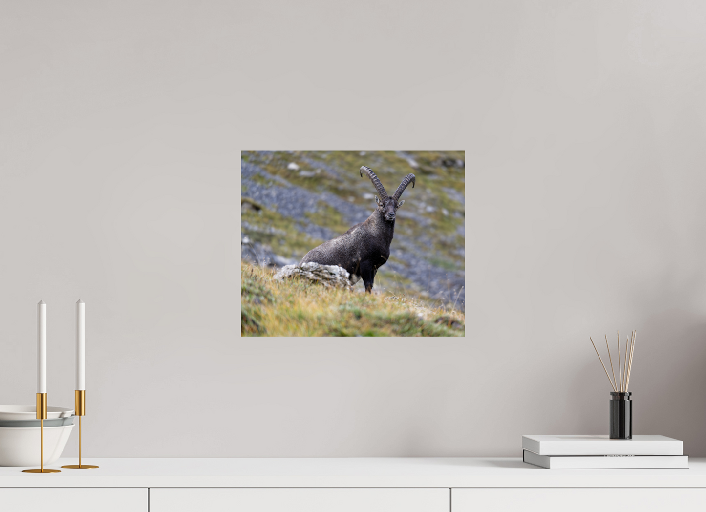 Bouquetin / Ibex