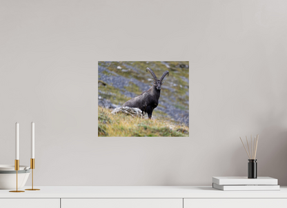 Bouquetin / Ibex