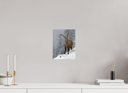 Bouquetin / Ibex
